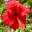 BitPim 1.0.7.20090303 BitPim 1.0.7.20090303 32x32 pixels icon