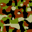 Camouflage 1.03 Camouflage 1.03 32x32 pixels icon