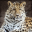 Exotic Leopard Screensavers 1.0 32x32 pixels icon