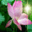 Stick Photo Star 2.37 - Bearbeiten und fügen Traum Auswirkungen auf Foto. Stick Photo Star 2.37 32x32 pixels icon