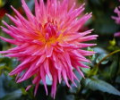 7art Flowers ScreenSaver Screenshot 0