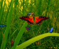 Amazing Butterflies screensaver Screenshot 0