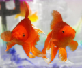 Free Goldfish Screensaver Screenshot 0