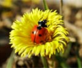 Free Ladybug Screensaver Screenshot 0