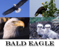 Bald Eagle Screensaver Screenshot 0