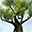 Amazing Tree Free Screensaver 2.0.2 - Spüren Sie die Kraft der Natur auf Ihrem Desktop. Amazing Tree Free Screensaver 2.0.2 32x32 pixels icon