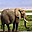 Elephants Free Screensaver 2.0.2 Elephants Free Screensaver 2.0.2 32x32 pixels icon