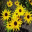 Petals in the Wind 1.0 Petals in the Wind 1.0 32x32 pixels icon