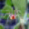 Spider Phobia Screensaver 1 32x32 pixels icon