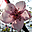 Spring Flourish Free Screensaver 2.0.2 Spring Flourish Free Screensaver 2.0.2 32x32 pixels icon