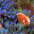 Tropical Sea Life DesktopFun Screen... 3.0 Tropical Sea Life DesktopFun Screen... 3.0 32x32 pixels icon