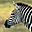 Zebras Free Screensaver 2.0.2 Zebras Free Screensaver 2.0.2 32x32 pixels icon