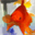Free Goldfish Screensaver 1.0 Free Goldfish Screensaver 1.0 32x32 pixels icon