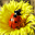 Free Ladybug Screensaver 1.0 Free Ladybug Screensaver 1.0 32x32 pixels icon